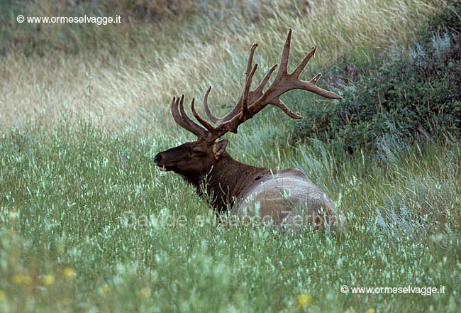 Cervo Wapiti 38-2-05